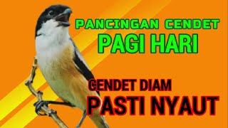 Download lagu PANCINGAN CENDET PAGI HARI❗ CENDET DIAM PASTI NYAUT DENGAR SUARA BEGINI❗❗ mp3
