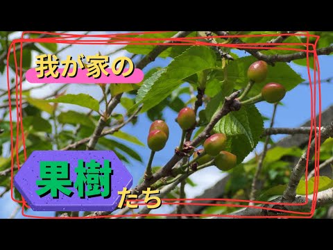 どの果樹を植えるのか、植えた後に気を付けることは何ですか