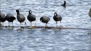 American Coot - Ac-Cent-Tchu-Ate The Positive  by Perry Como