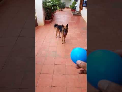 how to train dog to fetch the ball and come back german sheperd loyal dog brings ball back to owner.