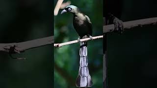 Download lagu suara burung Tangkar cetrong@D.Hewan.#suara#burung#tangkarcetrong#burungcantik#duniahewan#shorts mp3 Download lagu suara burung Tangkar cetrong@D.Hewan.#suara#burung#tangkarcetrong#burungcantik#duniahewan#shorts mp3