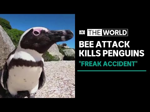 Dozens of endangered penguins killed by bees in South Africa | The World