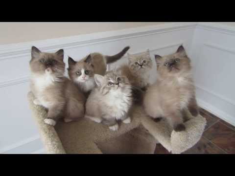 Brown Mink Ragdoll Kittens Playing