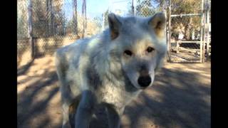 preview picture of video 'WOLF MOUNTAIN SANCTUARY 2012'