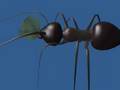 3D ant walk cycle 