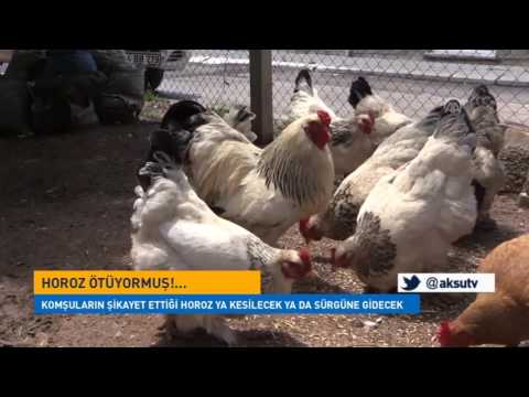 Horoz Ya Kesilecek Ya Da Sürgüne Gidecek