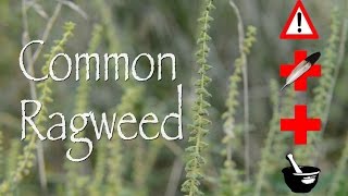 Common Ragweed: Cautions, Medicinal & Other Uses