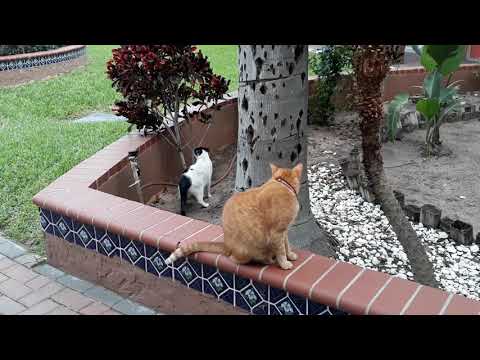 More of Ziggy and Marley Outside