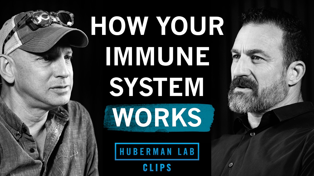 How Your Immune System Functions | Dr. Max Krummel & Dr. Andrew Huberman