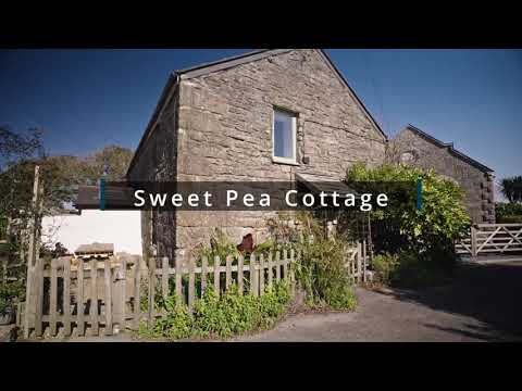 Sweet Pea - Sancreed