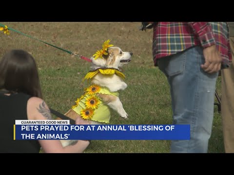 Kingsport pets prayed for at annual 'Blessing of the Animals' - YouTube