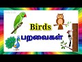 Birds Tamil English Birds Learn Birds Name In Tamil And English For Toddlers Elatekidz Ql1yk