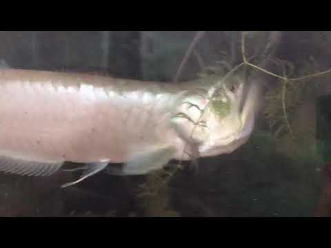 Silver arowana eating mouse