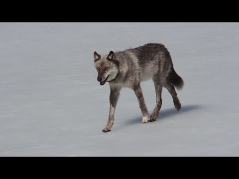 download lagu mp3 mp4 Devil Dog Pack, download lagu Devil Dog Pack gratis, unduh video klip Devil Dog Pack
