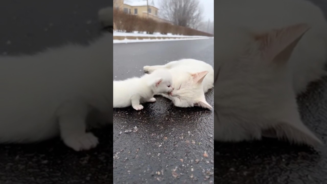 The Kitten Who Saved Her Mother #animalstory #catstory #kitten #heartwarming #shorts