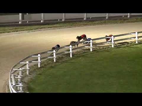 2021.06.18. 05. futam - Kincsem Park Magyar Derby Negyeddöntő II. futam