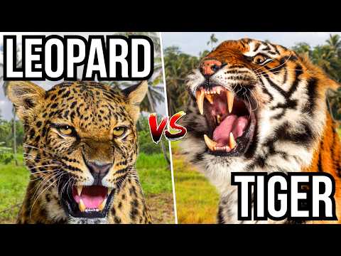 7 Cats That Hunt And Take Out Other Cats - Cat Eat Cat World