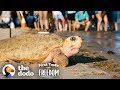 Rescued Giant Sea Turtle Is Thrilled To Swim Back To The Ocean The Dodo First Taste Of Freedom
