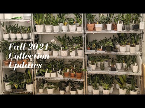 Fall 2021 | Orchid Collection Updates - Orchids you Haven’t Seen in a While & Familiar Ones