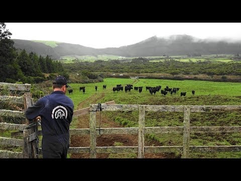 Apanhar 3 Bezerros Bravos Fugidos No Pico Do Carvão - Ganadaria JAF
