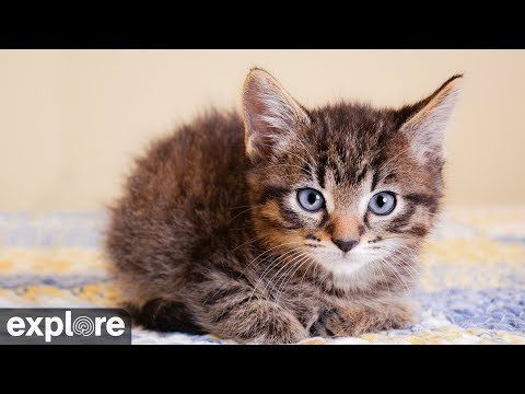 VIEW: 12 Live Cameras of All Your Favorite Animals