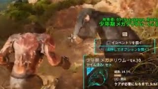 【ARKアイランド#13】偏頭痛と結膜炎だが、アクロカントサウルスをテイムしたいよ