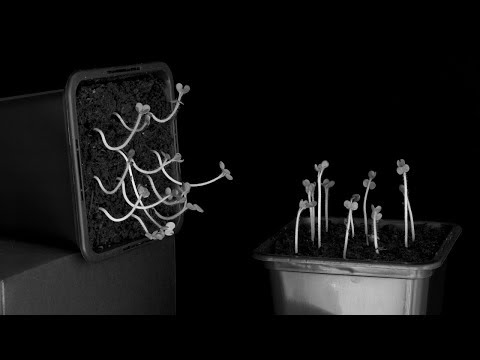 Negative Gravitropism | Demonstration
