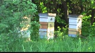 Смотреть онлайн Методы как искусственно предупредить роение пчел