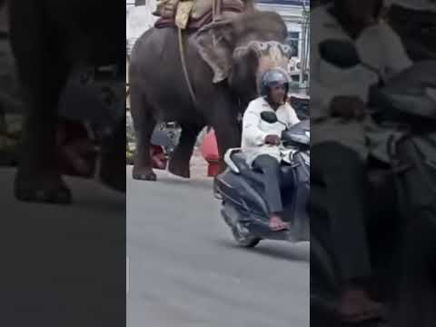 Hathi raja kahan chle #shorts #bhavya #viral