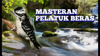 Download lagu Masteran Pelatuk Sampit Gacor ll Masteran Pelatuk Beras Gacor dan Suara Air Mengalir mp3