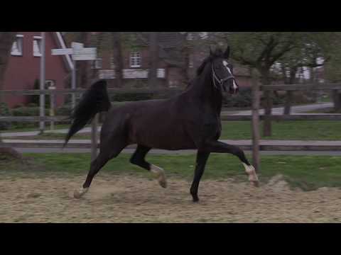 Bretton Woods Stute, tragend von Zackerey