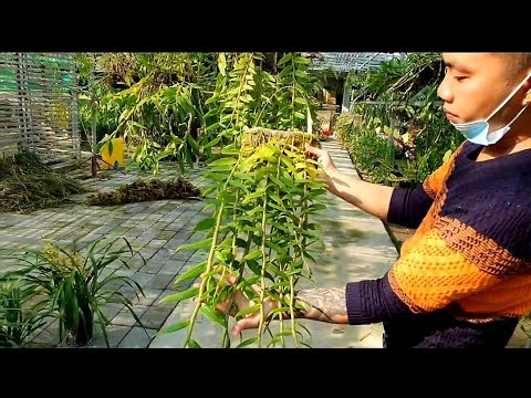 Địa Lan quốc sắc thiên hương hàng tết...nhanh tay còn kịp nhé ! 