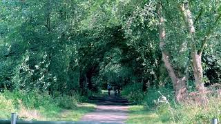 Netherlands: Rain, Birdsong & Breezy Forest Adventure!