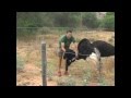 Ostrich Attack