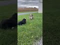 Bernedoodle dogs for sale: Molly - Video 1