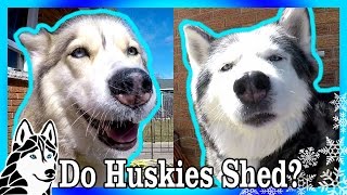 DO HUSKIES SHED ? Grooming a Siberian Husky during COAT BLOW | Shedding Huskies