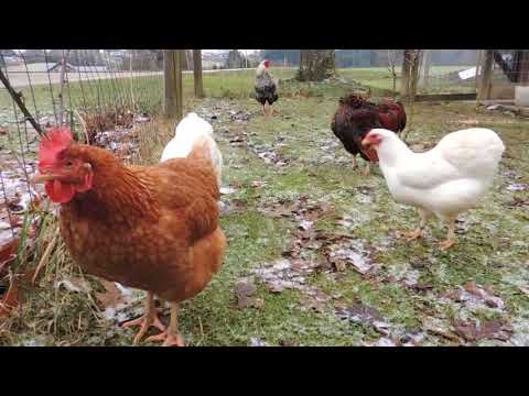 Zwerg Wyandotten und zwei braune Hybrid Hühner