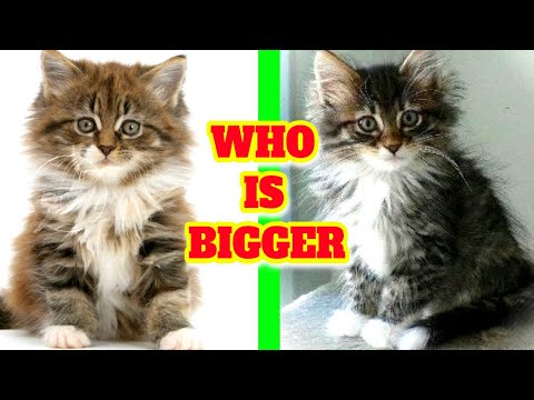 Norwegian Forest cat # Which is bigger Maine Coon or Norwegian Forest cat?
