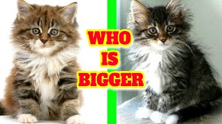 Norwegian Forest cat # Which is bigger Maine Coon or Norwegian Forest cat?