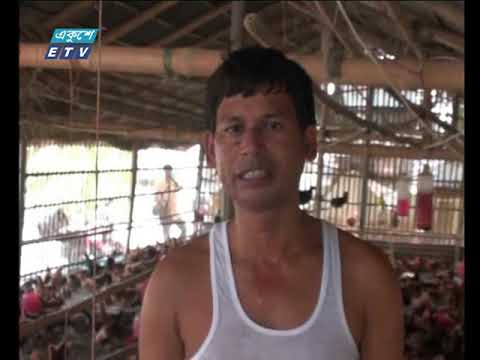 সাতক্ষীরায় ‘স্মার্ট পোলট্রি ভিলেজ’