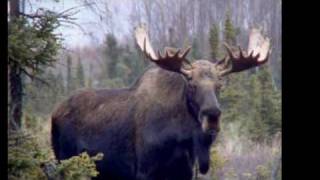 A Great Big Moose In The Middle of The Road
