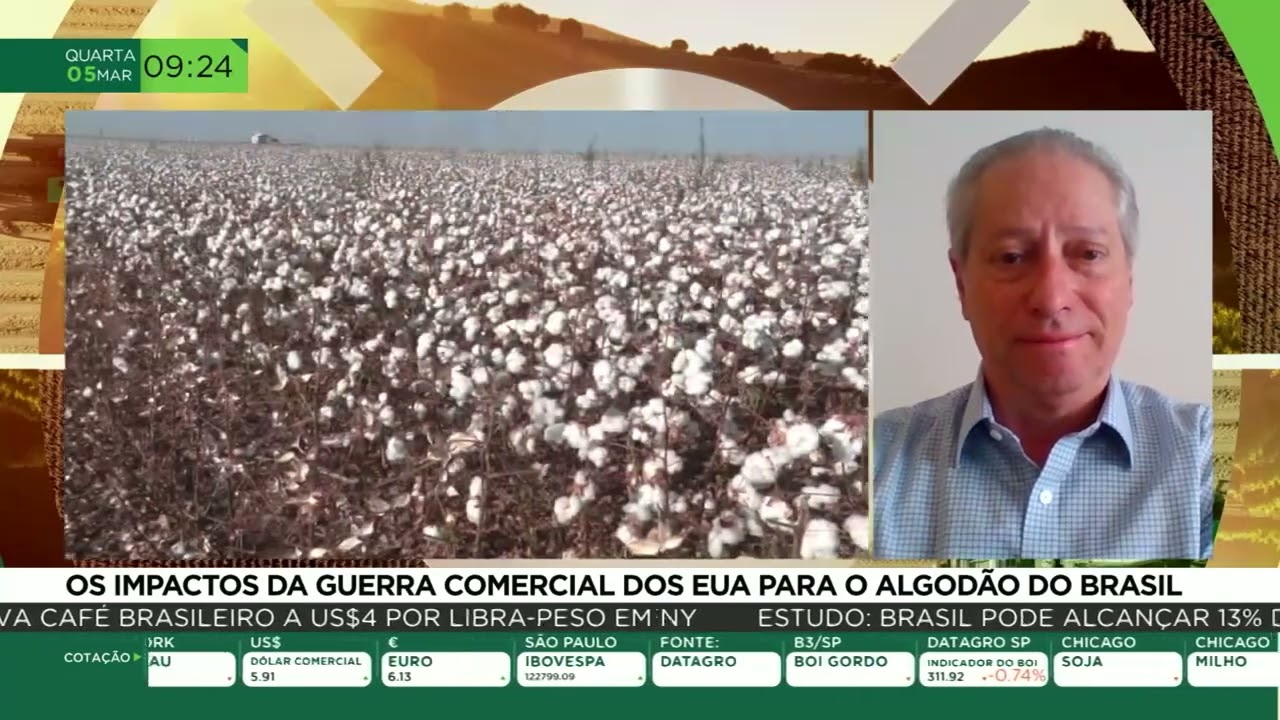 Os impactos da guerra comercial dos EUA para o algodão do Brasil