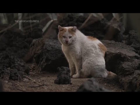Mexico's palace cats get presidential treatment as declaration gives them food and care forever
