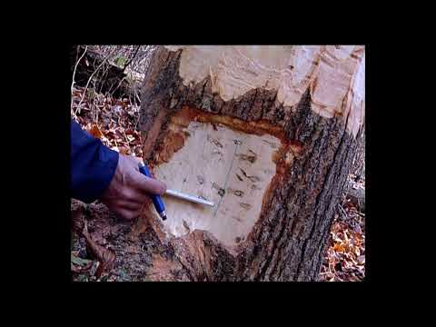 Baumfällen, gewusst wie: Breite Fallkerbe (Part 4/7) – Überziehen