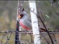 Sesame Street Pyrrhuloxia Film