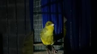 Download lagu KENARI BETINA NGRIWIK PANJANG #birahi#@zozocanary mp3 Download lagu KENARI BETINA NGRIWIK PANJANG #birahi#@zozocanary mp3