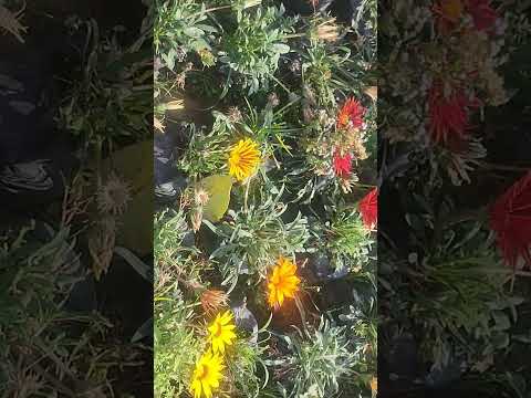 #colourful #nature #gardenflowers