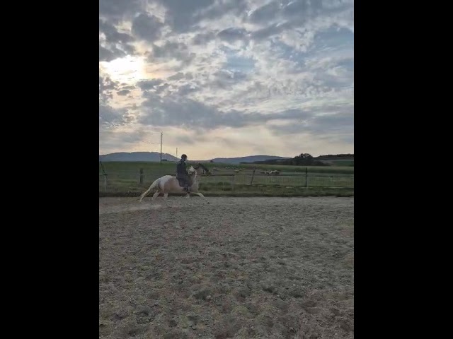 Jument de 9 ans &agrave; vendre