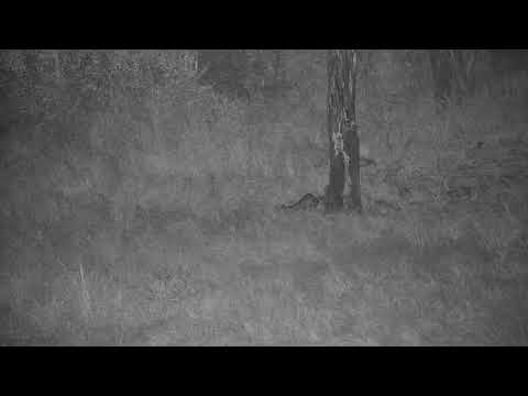 Djuma: Genet in the distance across the dam - 23:10 - 03/05/2022