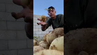 Download lagu Even in Gaza…potatoes tell a story💔Any small support helps 🙏#gaza #ramadan #shorts #potato #donate mp3